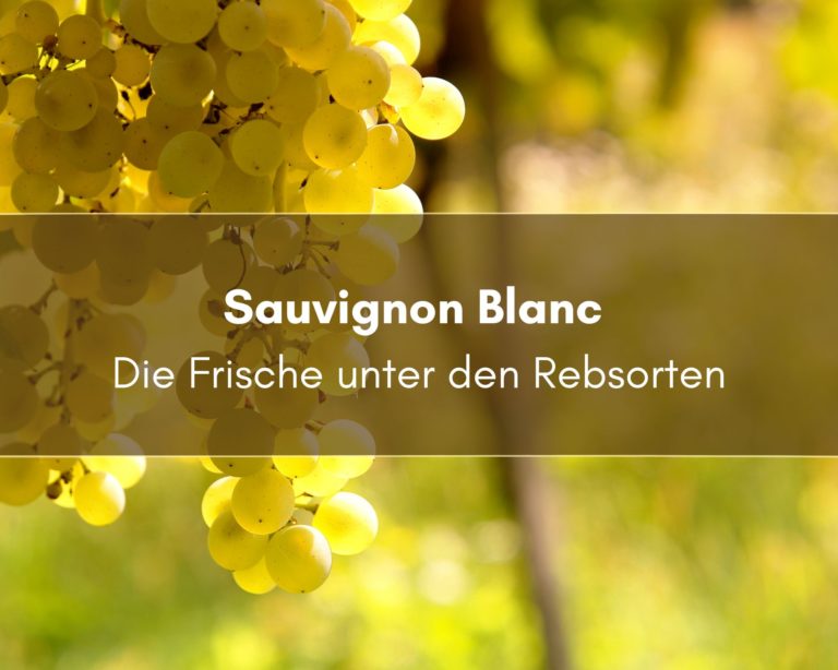 Rebsorte Sauvignon Blanc