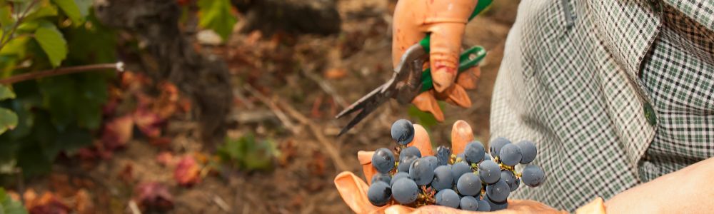 Unterschied Spätlese Auslese Eiswein